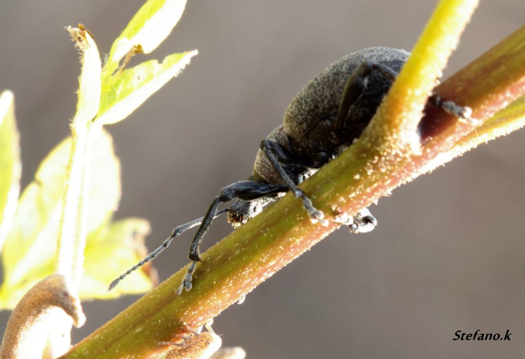 Otiorhynchus bisulcatus e ninfa di Issidae